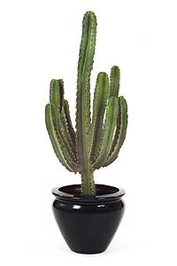 افوربیا اینگنس